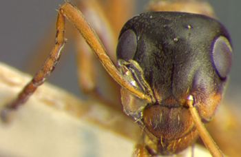 Media type: image;   Entomology 9213 Aspect: head frontal view